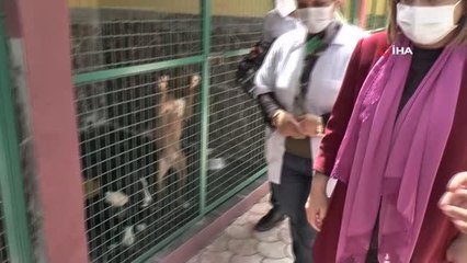 Başkan Şahin'den hayvan barınağına ziyaret