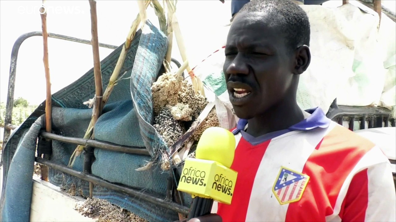 Die Ernte ist dahin: Vogelplage auf Kameruns Feldern