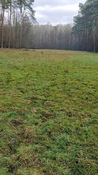 Shepherd dog has fun at a meadow (sweet)