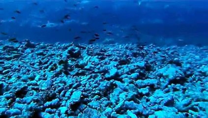 Plongée au milieu des requins