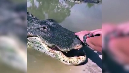 Timsahın ağzının üstünde stres çarkı çeviren adam