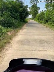 Monitor Lizard Picks The Worst Time to Cross Road