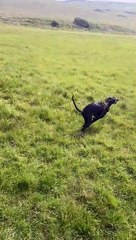 Uncoordinated Whippet Skips Into Somersault