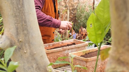 Semer des salades dans une jardinière en 3 étapes simples