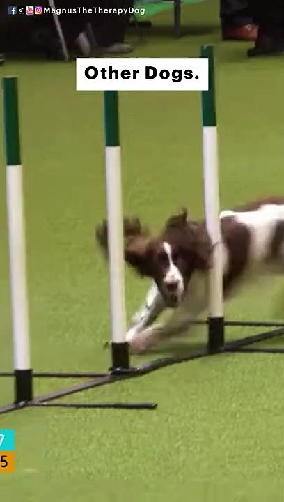 Other dogs vs Magnus. LOL