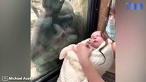 Ce singe semble aimer ce bébé comme si c'était le sien