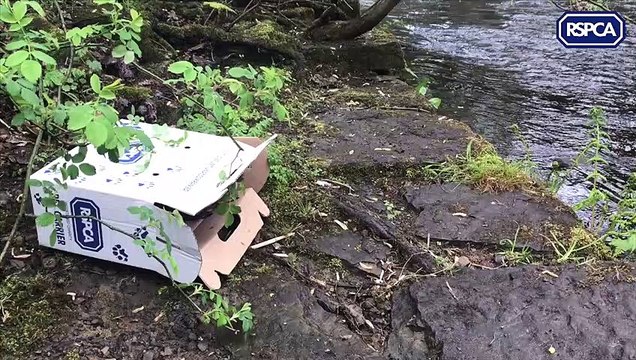 Heartwarming video shows the moment a mum and her nine ducklings rescued by RSPCA are returned to safety