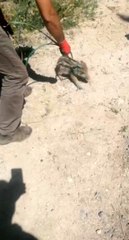 Yavru yaban domuzu böyle kurtarıldı