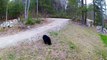 Black Bear Cubs Playfully Wrestle in Driveway