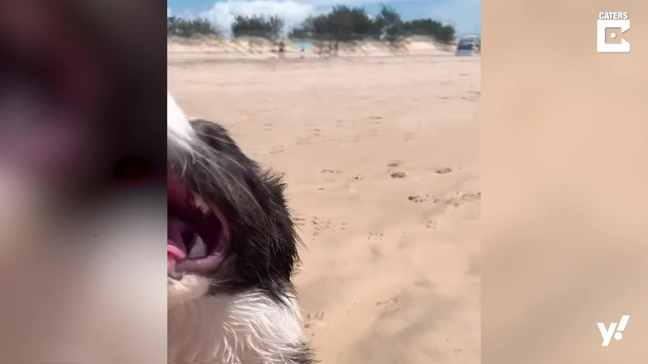 Blinder Hund am Stand hat den Spaß seines Lebens