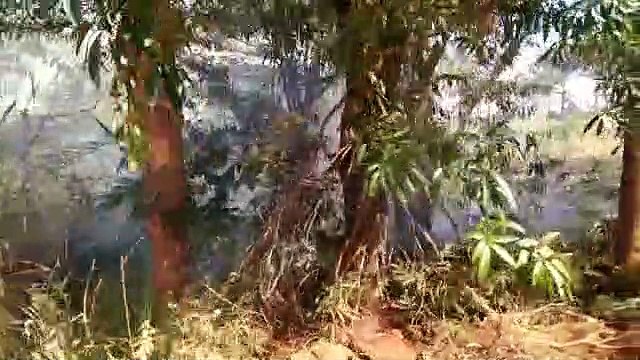 Princípio de incêndio invade área de araucárias em Apucarana