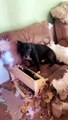 Rambunctious Dog Tears Couch to Pieces