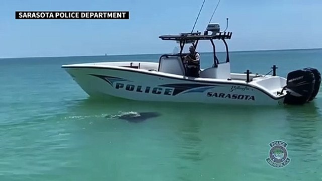 UGC: Curious manta ray swims close to police patrol boat in Florida