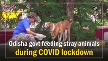 Odisha govt feeding stray animals during Covid lockdown