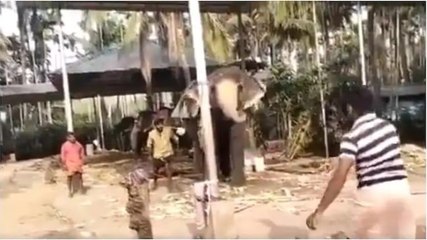 Elephant plays cricket with group of men in village; video goes viral
