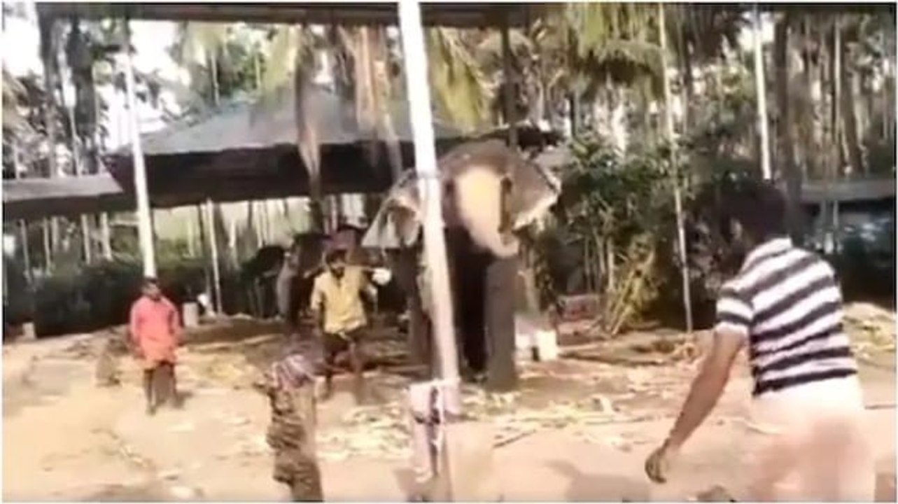 Elephant plays cricket with group of men in village; video goes viral