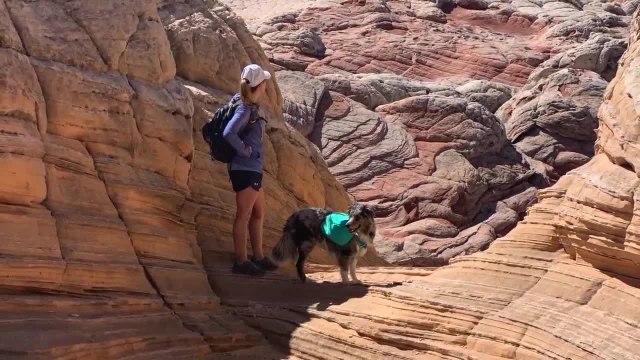 VCA Animal Referral & Emergency Center of Arizona has some safety tips for hiking with your pet