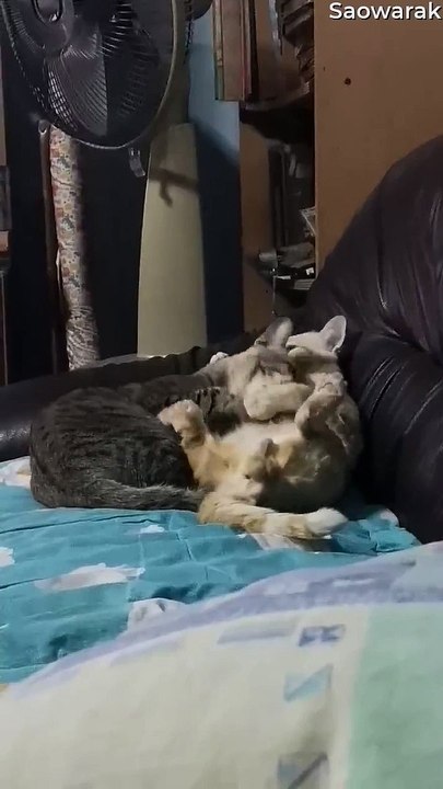 Kitties Go from Cuddly to Cantankerous in Seconds