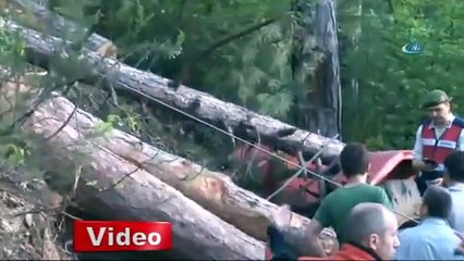 Üzerine ağaç devrildi, hayatını kaybetti