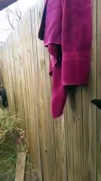 Ce pauvre chaton à la patte coincée dans une palissade