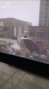 Il a dressé son oiseau pour faire quelque chose de fou... et de très utile