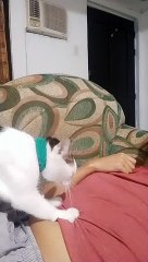 Cat Massages Guy Relaxing on Sofa