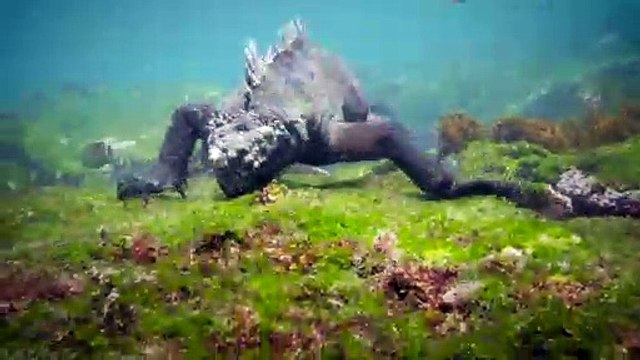 Découvrez l'Iguane marin des îles Galapagos !