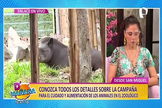 'Sé mi AmigaZoo': ¿Cómo puedes apadrinar a un animalito del Parque de las Leyendas?