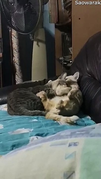 Kitties Go from Cuddly to Cantankerous in Seconds