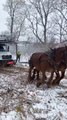 Two Horses Rescue a Truck By Pulling It Out Of Snow