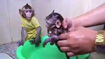 Clean the little monkey, and mom watches it