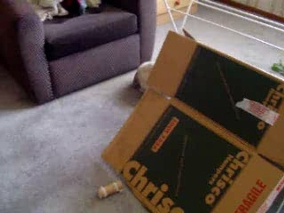 My Bailey Bunny Buttkins!
