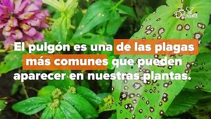 Remedios contra las plagas. | Cocina Delirante