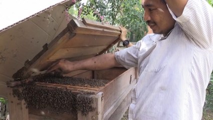 Guiding bees to safety