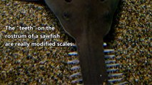 Sawfish facts sawing their way through the oceans  Animal Fact Files