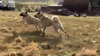 Download Video: KANGAL KOPEKLERi ve KUCUK ARKADASLARI - KANGAL SHEPHERD DOG and LiTTLE FRiENDS