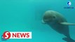 Endangered finless porpoises spotted in China's Yangtze River