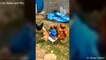 Funny Babies And Chicken Become Best Friend  Funny Babies And Pets Compilation