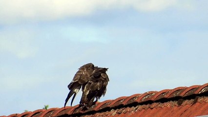 Life mein Chalna sikhe Baj attitude Jita bhaiya Jo hadtal Nahin apni Jindagi se aur apni mehnat se