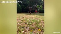 Baby Animals  Funny Cats And Dogs Videos Compilation (2020) Perros Y Gatos Recopilación #27