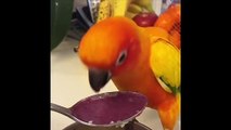 Funny Parrots And Cute Birds Compilation #33 - 2018