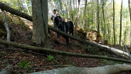 Ordu'da "Yol yapıyoruz" bahanesiyle yüzlerce ağacı kestiler
