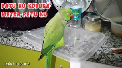 Parrot speaking video _#parrotspeakingvideo_#birdvideo_#parrot_#parrotspeaking_#birdspeakingvideo