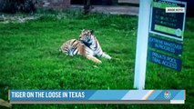 Un tigre en liberté, qui a terrifié les habitants de Houston au Texas en déambulant dans ses rues, est toujours recherché, mais son propriétaire présumé a été arrêté