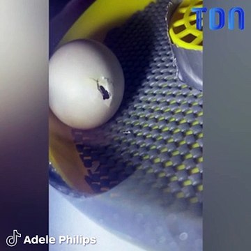Elle achète un œuf dans un supermarché et arrive à le faire éclore !
