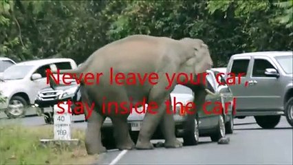 Thaïlande : quand des éléphants mécontents s'en prennent aux voitures