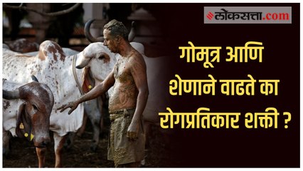 जाणून घ्या: गोमूत्र, शेणाचा लेप करोनावर खरंच गुणकारी आहे?