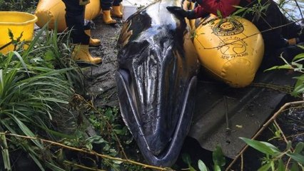 Londra'da Thames Nehri'nden kurtarılan mink balinası, uyutuldu