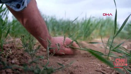Kuraklık buğdayı vurdu