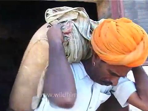 Demoiselle Cranes being fed at Khichan in Rajasthan!